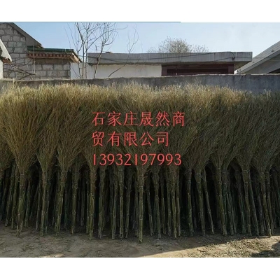 大扫把