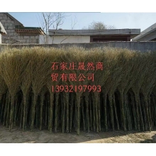 大扫把